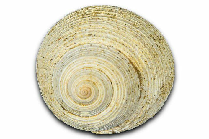 Miocene Fossil Sea Snail (Oxystella) Shell - France #365570